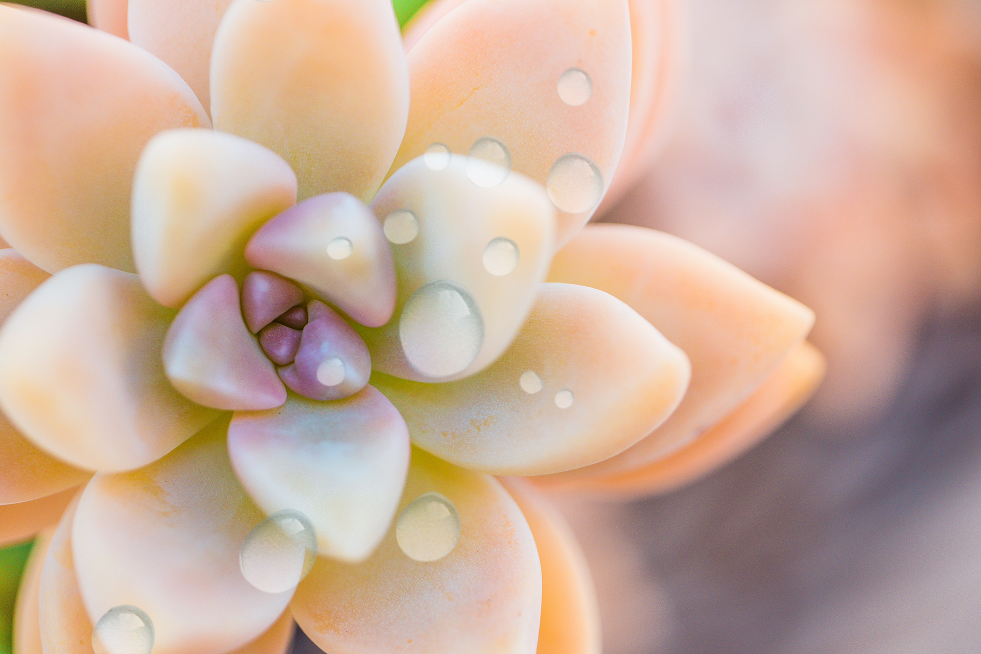 Twoja cera kwitnie, kiedy jest dobrze nawilżona